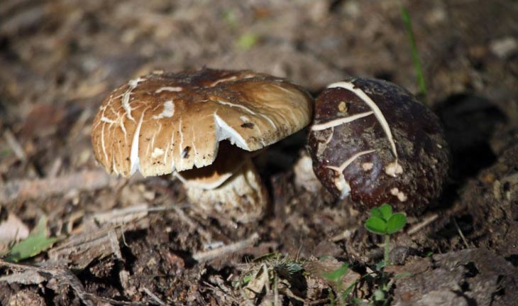 ¡Que vivan los hongos!